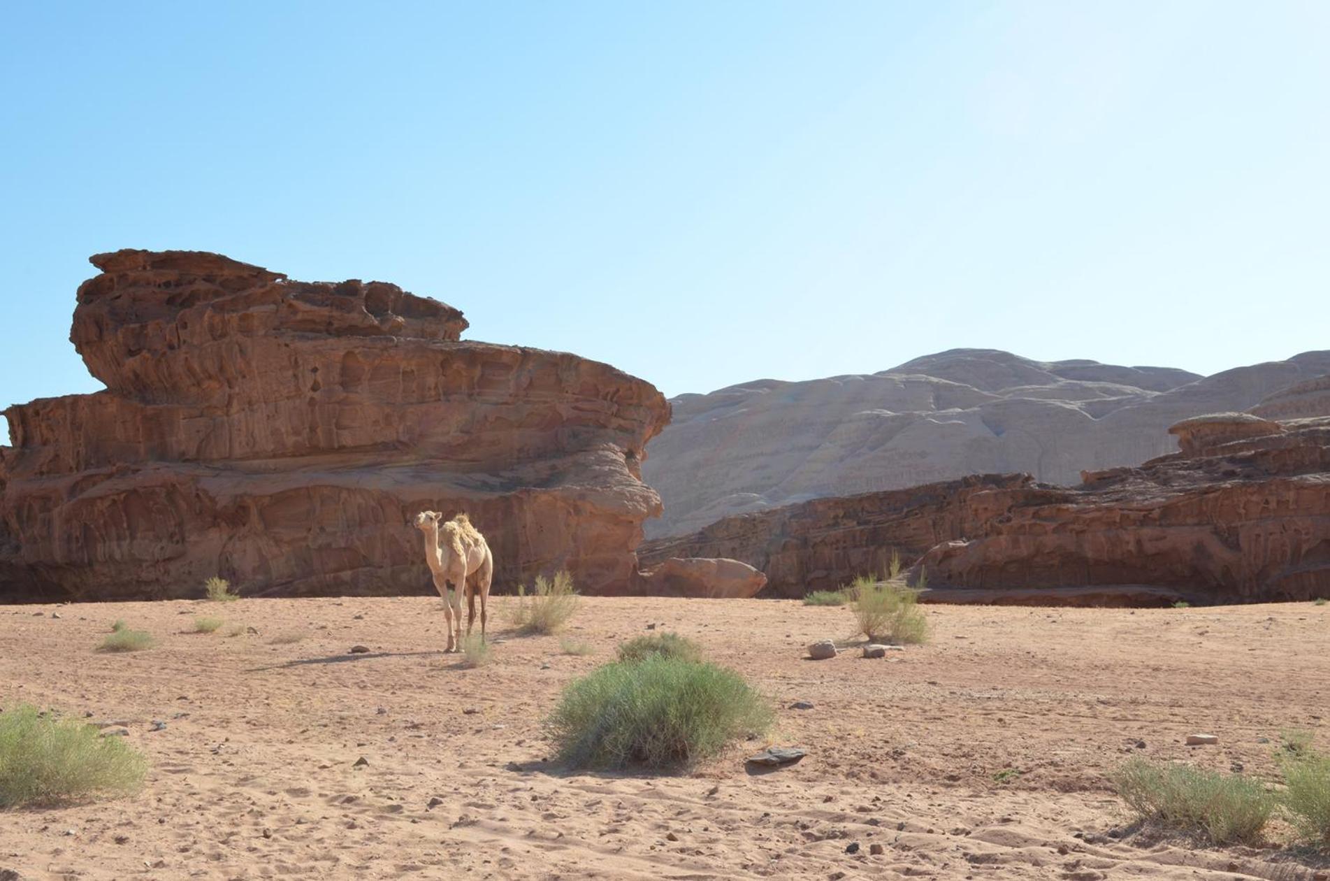 Wadi Rum Mundo Camp Akabe Dış mekan fotoğraf